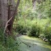 AULNES, les pieds dans l'Oussance. Gué des planches. 18 mai 2023. ISABELLE MALIGNE